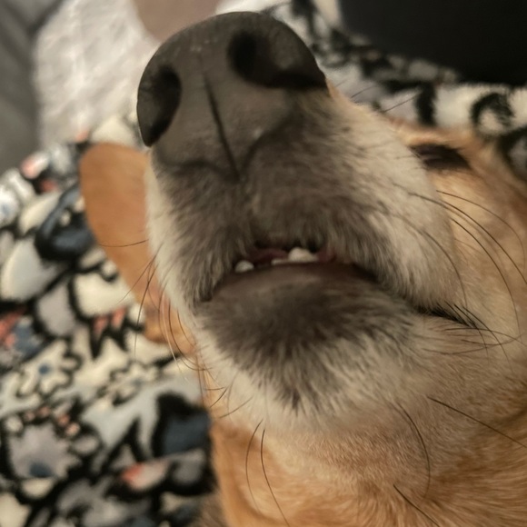 Meet your Posher, Meg💚 - Picture 3 of 11